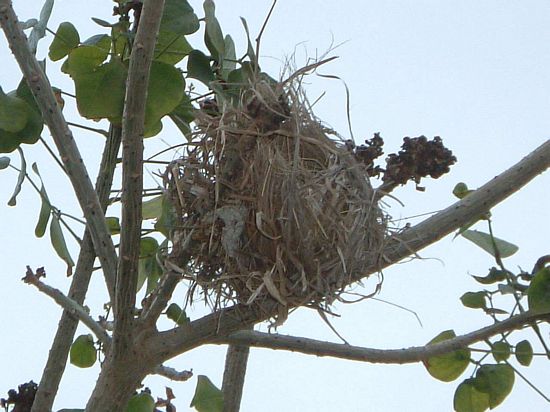 鳥竇: